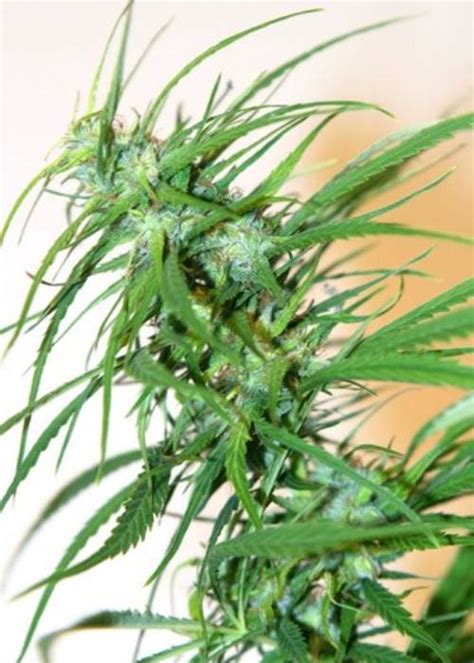 SeedFinder.eu :: CH9 Female Seeds (FG13) :: Cannabis Strain Info